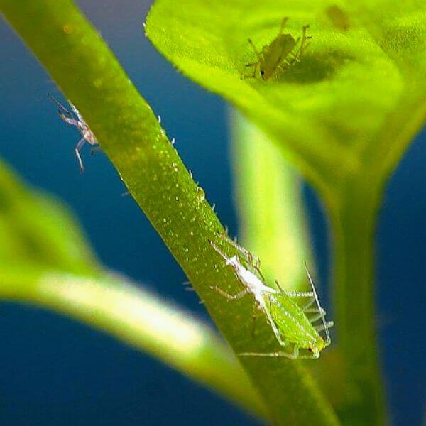 can-chameleons-eat-aphids