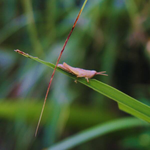 Can Chameleons eat Crickets?