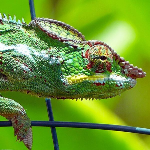 Panther Chameleons as Pets: Care, Diet and Health Tips