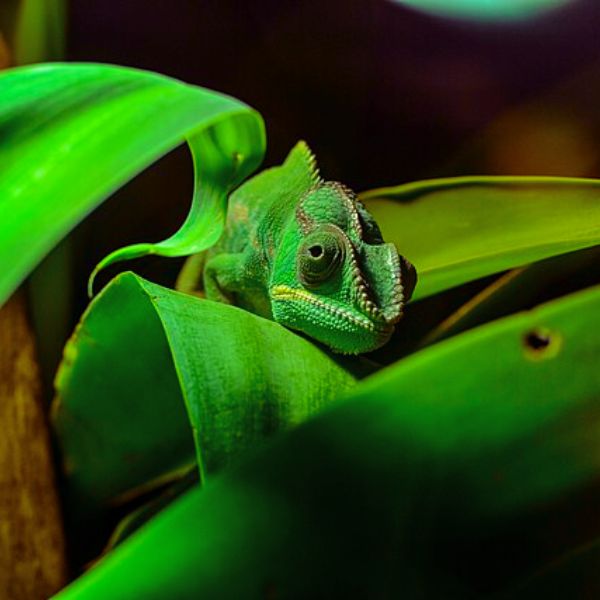 Can Chameleons eat Mosquitoes?