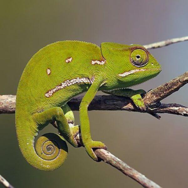 Can Chameleons eat Superworms?